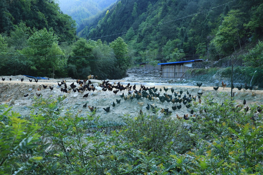 生态养鸡场