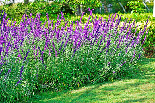 紫花鼠尾草