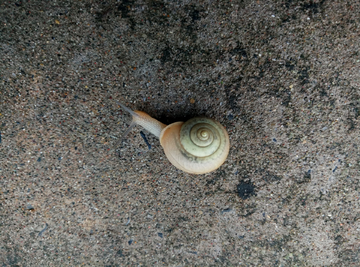 蝸牛
