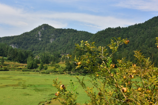 田园美丽风景