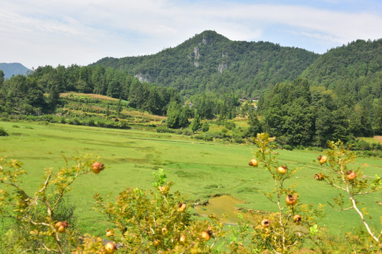 田园美丽风景