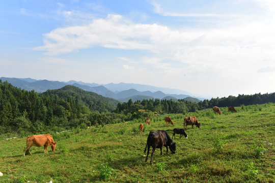 草原牧场