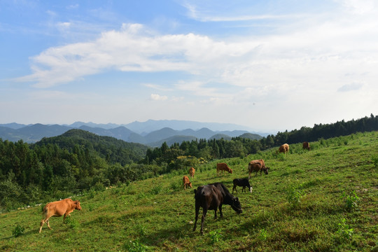 草原牧场