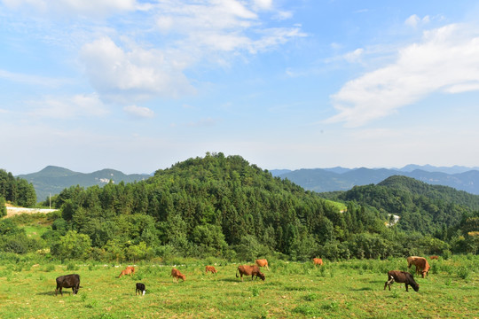 农场草地