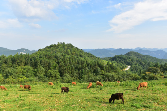 草原牧场