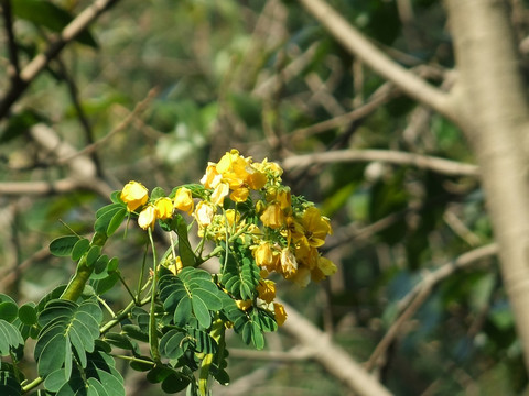 黄花槐