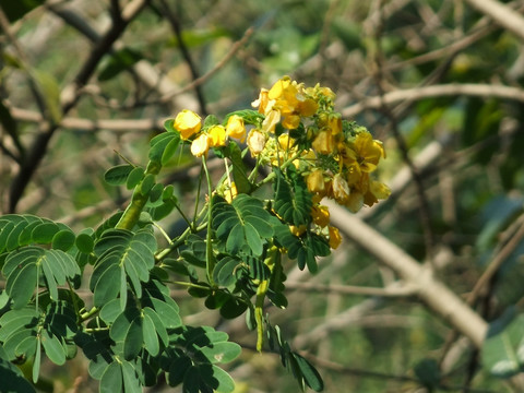 黄花槐