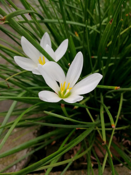 葱兰 兰花 兰草 植物 特写