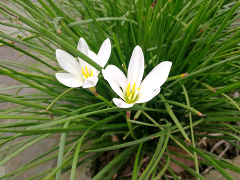 葱兰 兰花 兰草 植物 特写