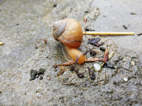 蜗牛 蜗牛壳 微距 特写 小蜗