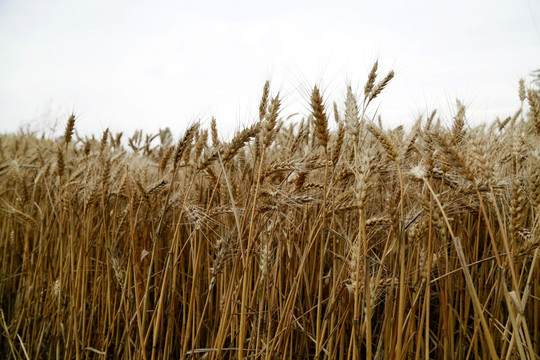 麦田 小麦 丰收 麦穗 麦子
