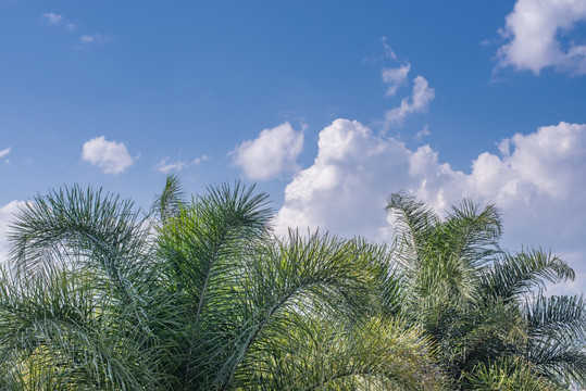 夏日棕榈树