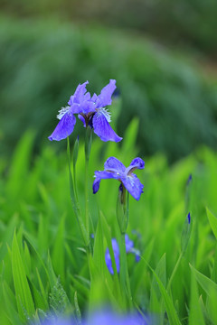 鸢尾花