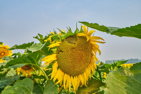 高清向日葵