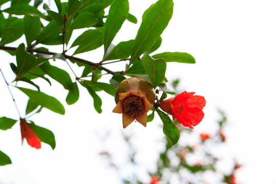 石榴花 石榴