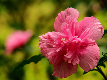 芙蓉花 木芙蓉