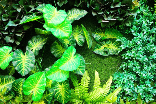 綠植墻