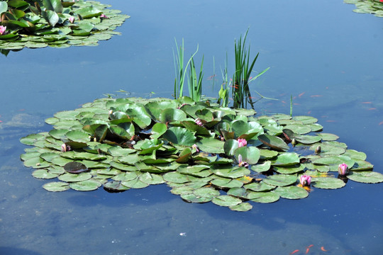 池塘  水生植物