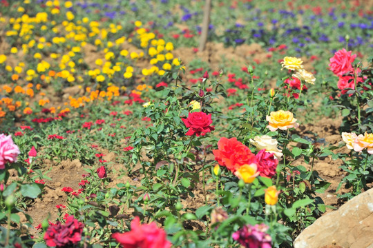 花园花草