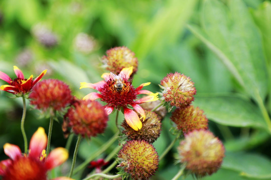 天人菊 花卉 虎皮菊 头状花序