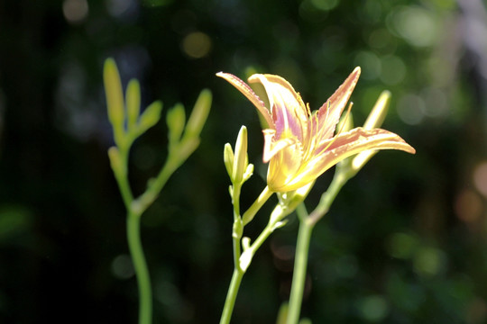 黄花菜 特写 唯美 金针花 黄