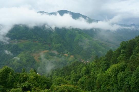 高山云雾