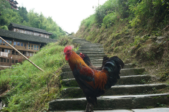 山鸡