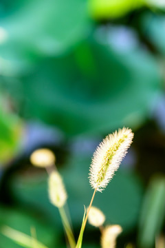 狗尾巴草