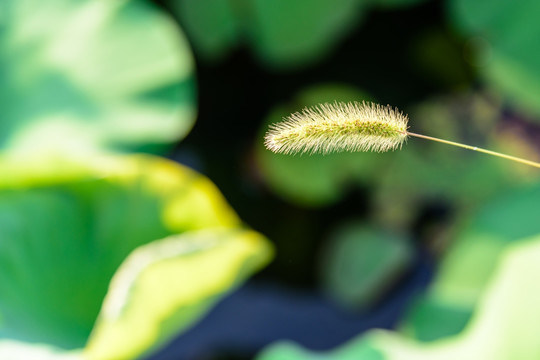 狗尾巴草