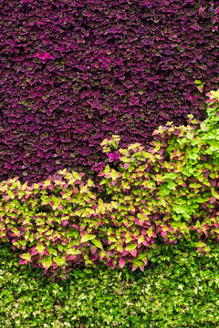 植物墙 绿化墙