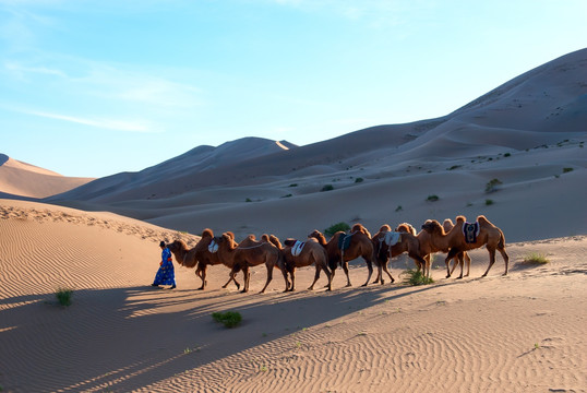 内蒙古沙漠骆驼队