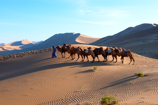 内蒙古沙漠骆驼队