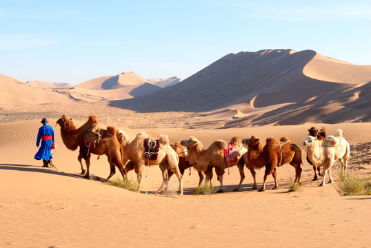 内蒙古沙漠腹地 骆驼队