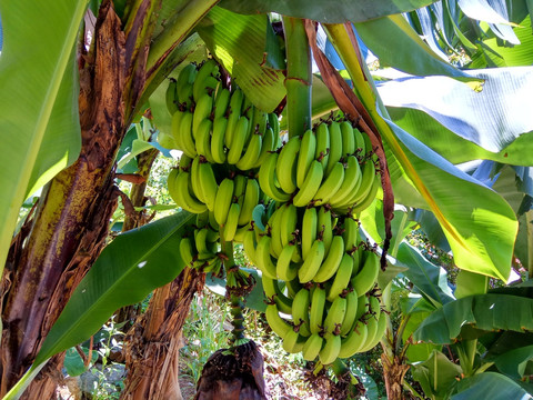 香蕉 生香蕉 海南香蕉