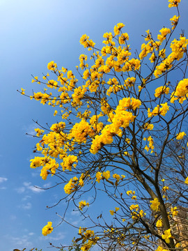 黄色风铃花