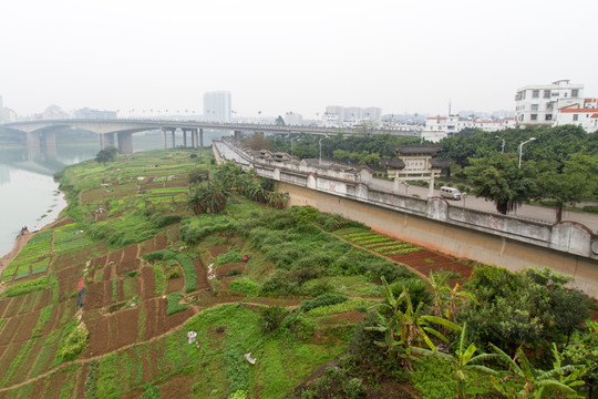 江边菜地 菜地