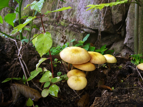 野生菌