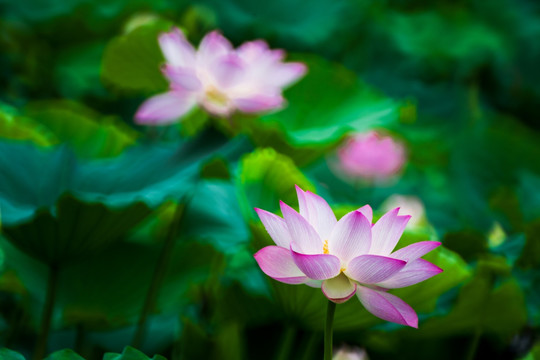 梦幻荷花 花仙子