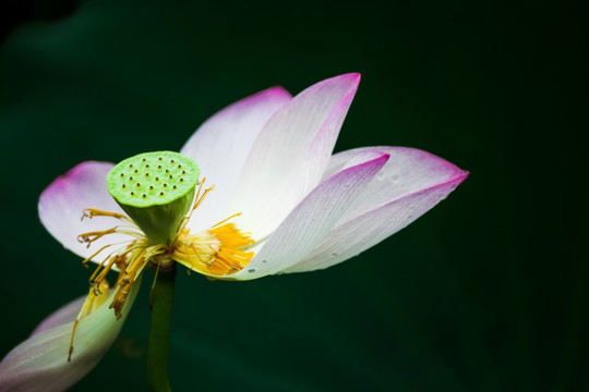 梦幻荷花 花瓣特写 花仙子