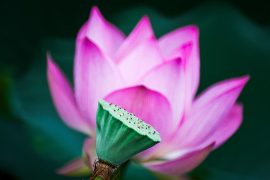 梦幻荷花 荷花特写 花仙子