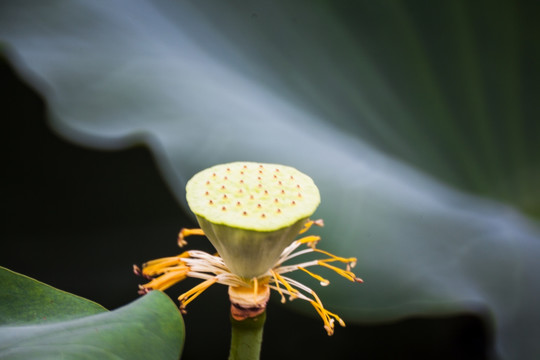 梦幻荷花 莲蓬 花仙子