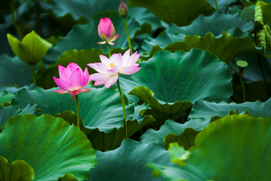 梦幻荷花 花仙子