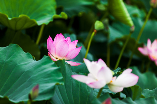 梦幻荷花 花仙子