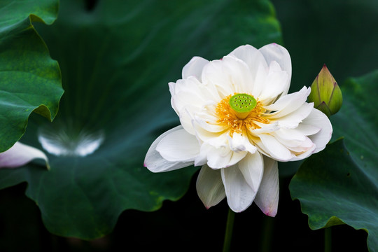 梦幻白荷花 白莲 花仙子