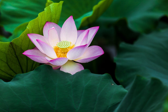 梦幻荷花 一朵花仙子