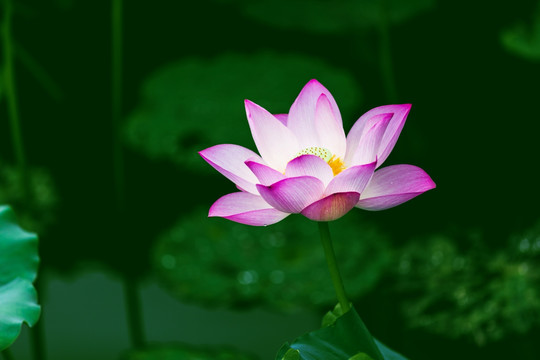 梦幻荷花 花仙子