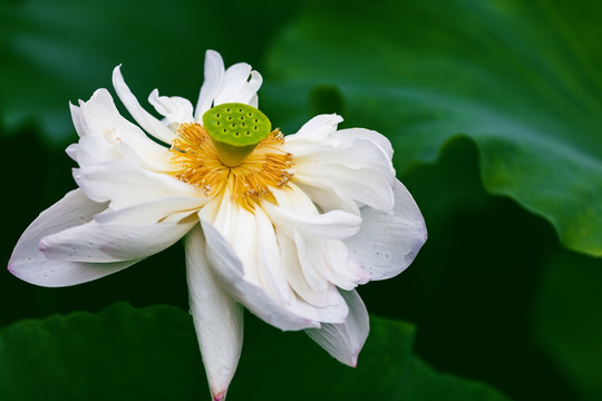 梦幻荷花 白莲 花仙子