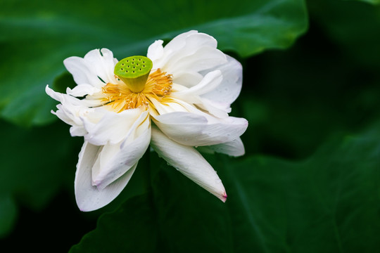 梦幻荷花 白莲 花仙子