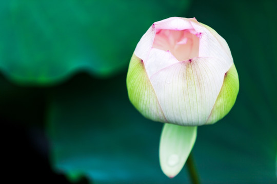 荷花 花蕾 花仙子