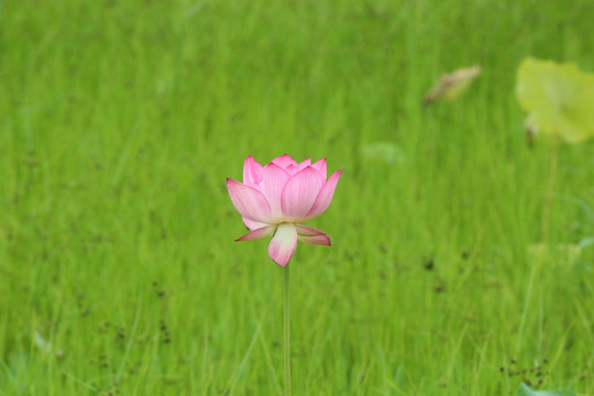 荷花 绿色背景